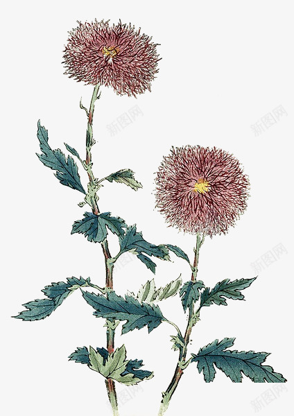 手绘花卉png免抠素材_88icon https://88icon.com 手绘元素 花 花朵 花素材 菊花 重阳素材 重阳节