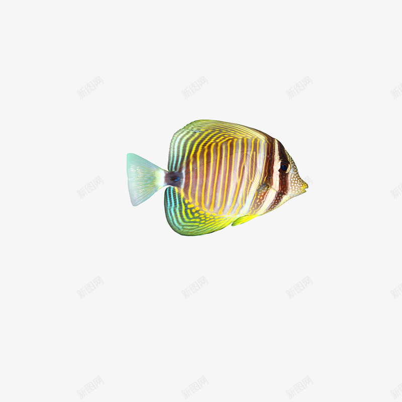 漂亮的热带鱼png免抠素材_88icon https://88icon.com 海鱼 热带鱼 鱼 鱼素材