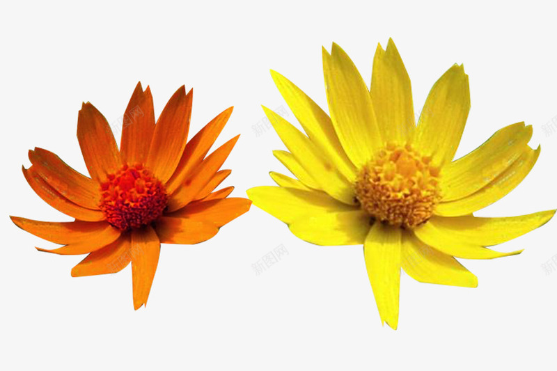 橙色黄色蜡菊png免抠素材_88icon https://88icon.com 植物 橙色蜡菊 法国蜡菊 花卉 花朵 菊花 蜡菊 黄色蜡菊