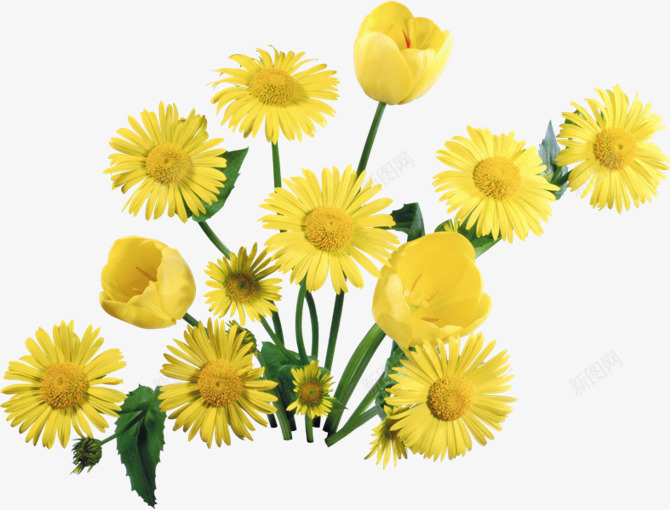 菊花黄色菊花植物花朵png免抠素材_88icon https://88icon.com 植物 花朵 菊花 黄色
