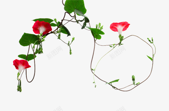 鲜艳的牵牛花片png免抠素材_88icon https://88icon.com 漂亮的牵牛花图片 牵牛花藤蔓 绿叶 装饰图片牵牛花