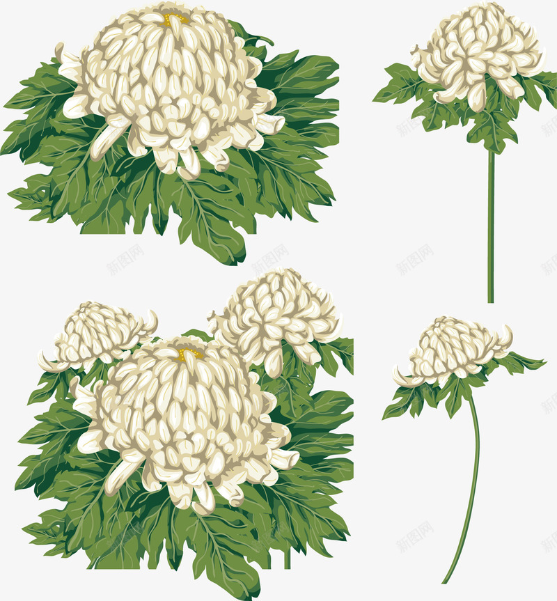 淡雅清新菊花美景png免抠素材_88icon https://88icon.com 淡雅 清新 美景 菊花
