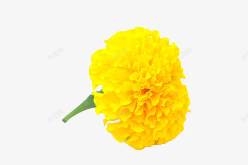 黄色带柄万寿菊png免抠素材_88icon https://88icon.com 万寿菊 植物 花卉 花草 茎 菊花 黄色