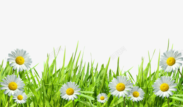 盛开的菊花png免抠素材_88icon https://88icon.com 绿色 花瓣 菊花 野草