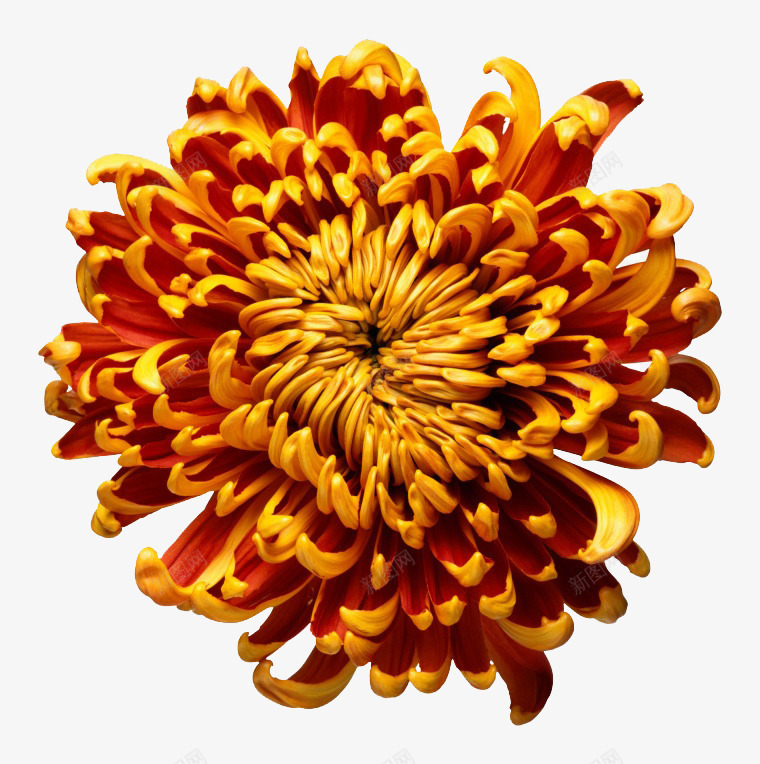 一朵菊花png免抠素材_88icon https://88icon.com 花 花卉 花朵 菊花