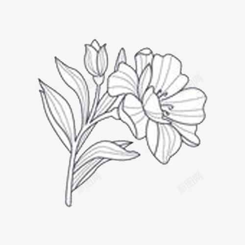 金盏菊花png免抠素材_88icon https://88icon.com 花 菊花 金盏菊