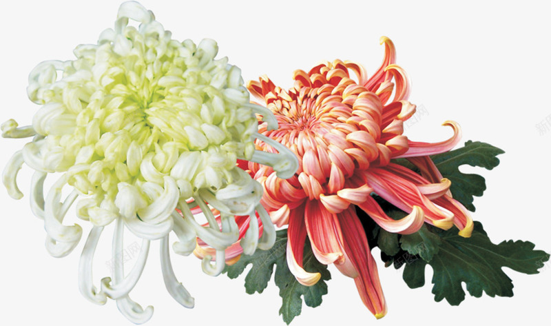 黄粉色菊花装饰png免抠素材_88icon https://88icon.com 粉色 菊花 装饰
