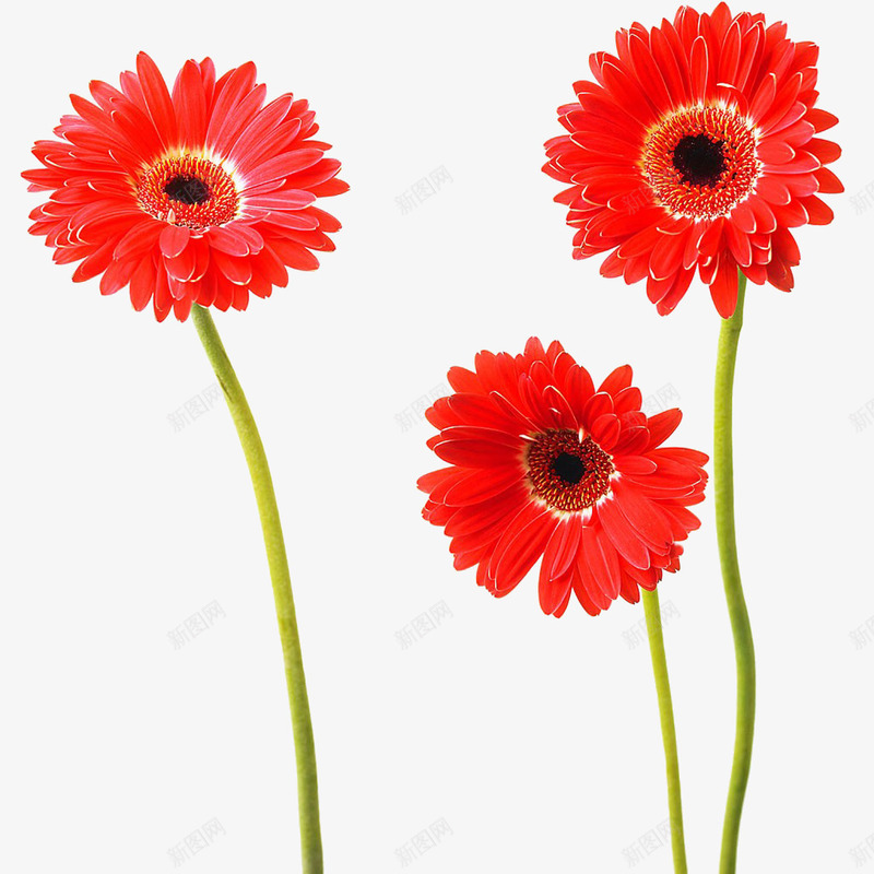 三朵菊花png免抠素材_88icon https://88icon.com 三朵菊花 姹紫嫣红 实物 红花 花草 非洲菊 鲜花