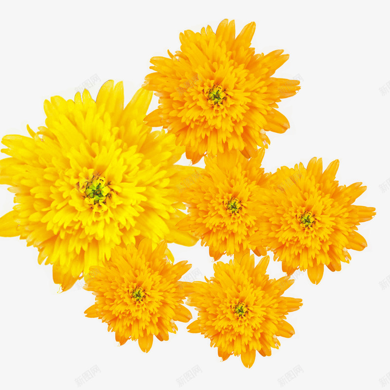 重阳节黄色菊花朵装饰免psd免抠素材_88icon https://88icon.com 300像素 PNG透明底 背景 装饰 重阳节 重阳节黄色菊花朵装饰免下载 黄色菊花