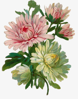 手绘花饰花剪影菊花png免抠素材_88icon https://88icon.com 手绘元素 花朵 花素材 菊花