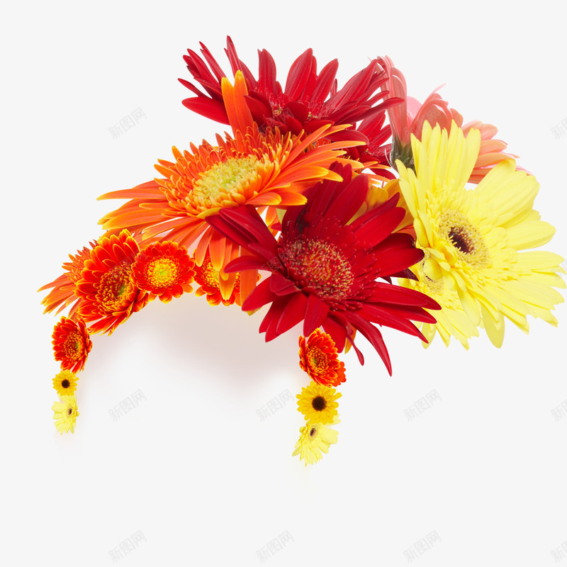 非洲菊花朵发饰png免抠素材_88icon https://88icon.com 头发 菊花 装饰 非洲菊