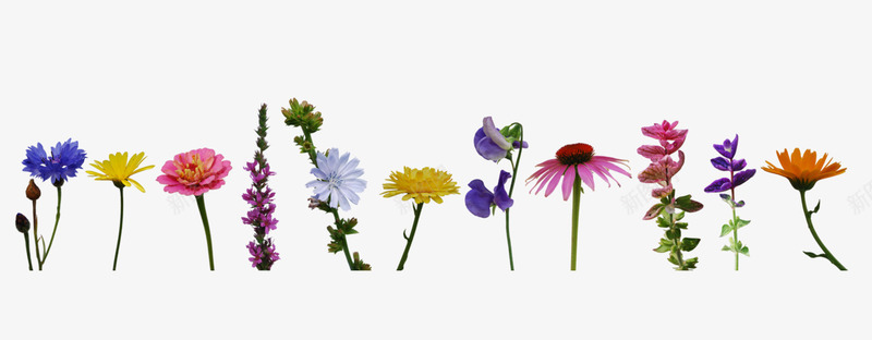 彩色花朵合集png免抠素材_88icon https://88icon.com 实物 月季 植物 牡丹 花 花卉