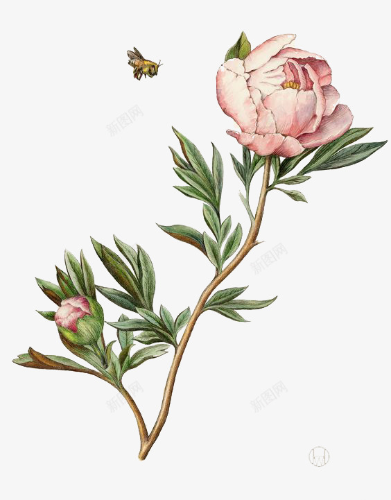 水彩牡丹png免抠素材_88icon https://88icon.com 植物 水彩画 牡丹 粉色 蜜蜂
