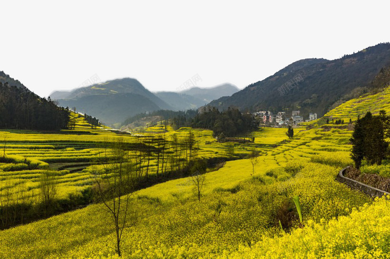 云南罗平油菜花风景矢量图eps免抠素材_88icon https://88icon.com 云南 旅游 景点 美丽 著名 风景 矢量图