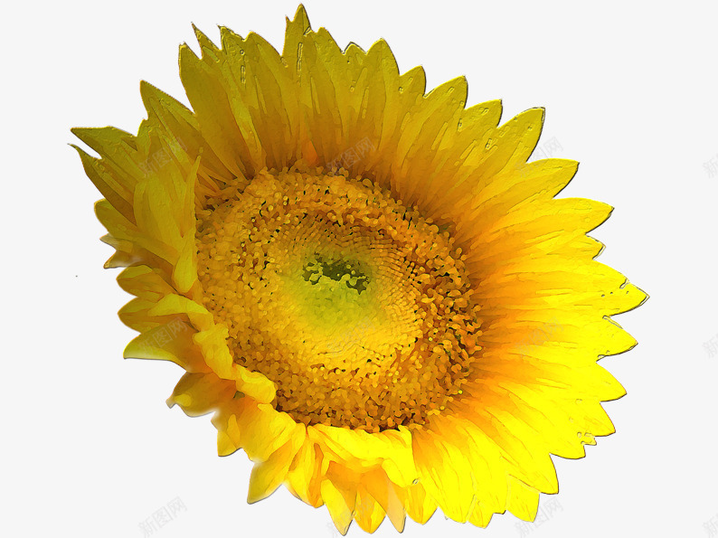 金色的太阳花png免抠素材_88icon https://88icon.com 向日葵花 太阳花 太阳花图片 植物