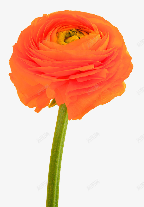 一支橘色洋牡丹png免抠素材_88icon https://88icon.com 一支 橘色 洋牡丹 花毛茛 芹菜花 草本花卉 陆莲花