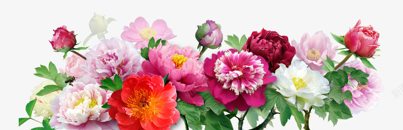 水彩牡丹花纹背景png免抠素材_88icon https://88icon.com 手绘 手绘素材 手绘花卉 牡丹区 牡丹花 粉色牡丹 花卉 花朵