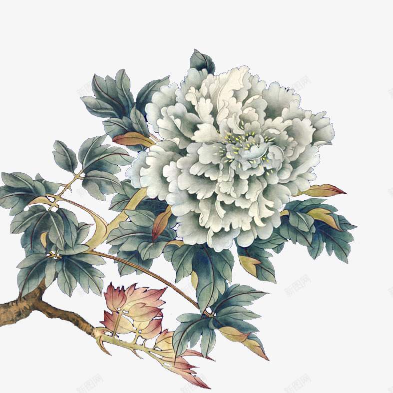 白色牡丹花手绘png免抠素材_88icon https://88icon.com 手绘 牡丹花 白色