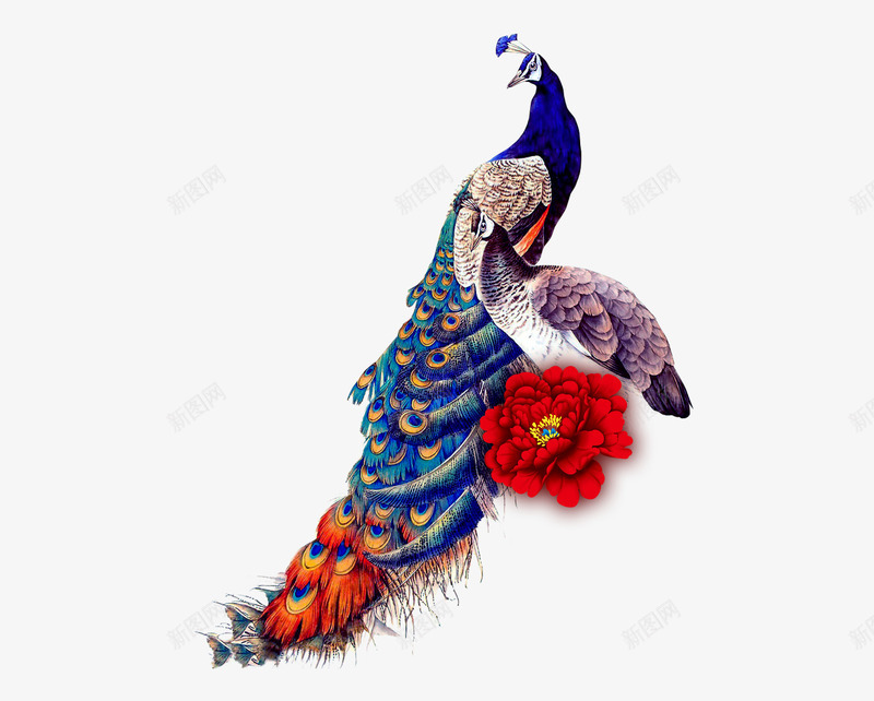 孔雀png免抠素材_88icon https://88icon.com 孔雀 淡雅 美丽 花 鹤