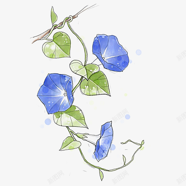 唯美蓝色牵牛花藤png免抠素材_88icon https://88icon.com 唯美 喇叭花 插图 水墨 水墨牵牛花 水彩 牵牛花 花藤 设计