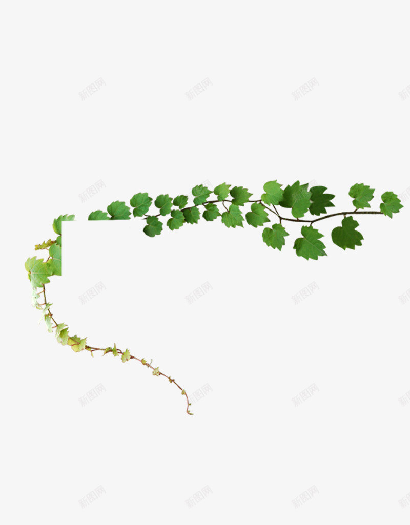 树叶边角装饰psd免抠素材_88icon https://88icon.com 树叶 树枝 花藤 装饰 边角