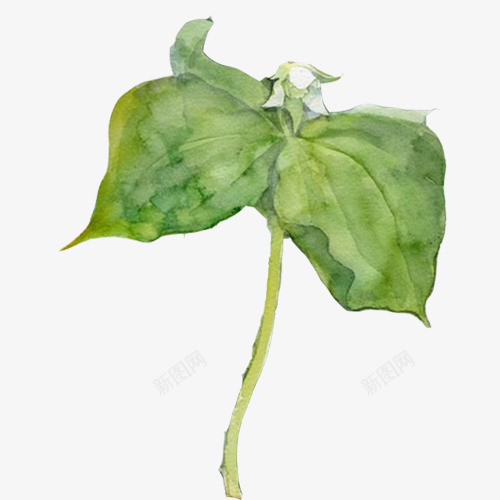 豆苗手绘画片png免抠素材_88icon https://88icon.com 发芽 植物 水彩画 绿色 绿色豆苗 豆苗