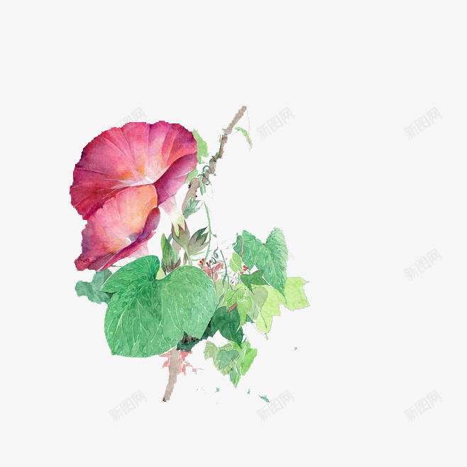 水彩牵牛花藤png免抠素材_88icon https://88icon.com 小清新植物类 平面设计图案 水彩小清新平面设计 水彩小清新边框 牵牛花藤 牵牛花藤小清新图案PNG