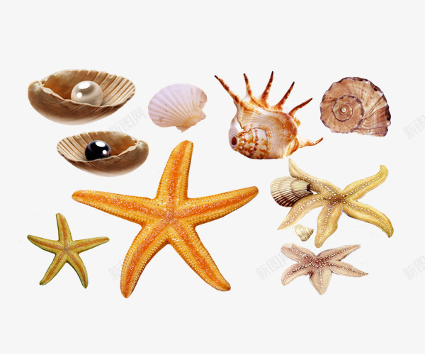 海星贝壳海洋生物png免抠素材_88icon https://88icon.com 海星 海洋生物 珍珠 蜗牛 贝壳