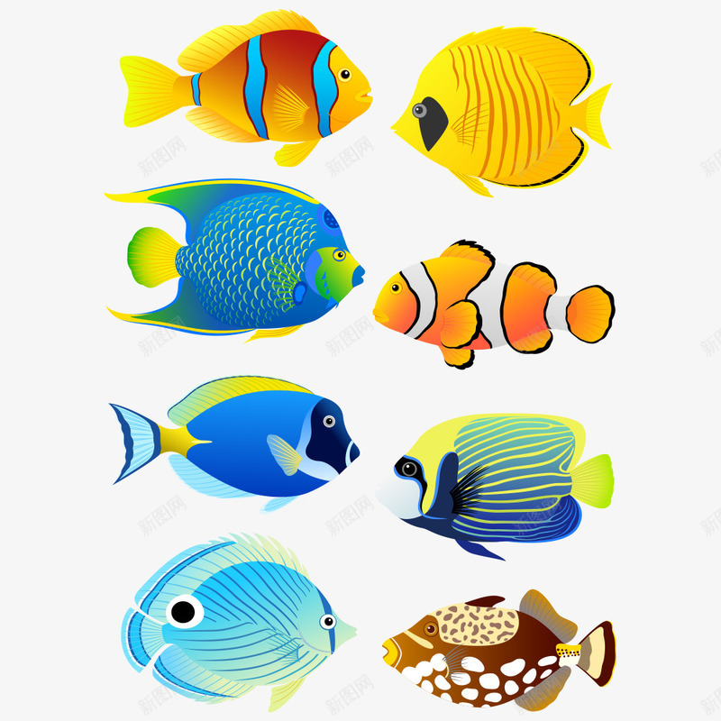 一群鱼png免抠素材_88icon https://88icon.com 卡通鱼 水中生物 海洋生物 海洋鱼 海鱼 矢量鱼 鱼 鱼儿