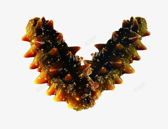 美味的海参png免抠素材_88icon https://88icon.com 海参背景图片 海洋生物 营养价值较高 送礼佳品