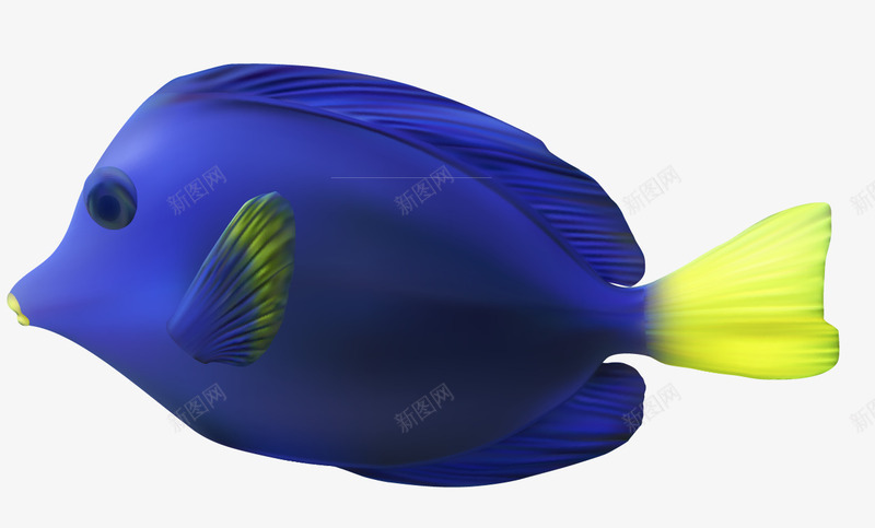 观赏鱼png免抠素材_88icon https://88icon.com 动物 海洋生物 热带鱼 蓝色 蓝色游鱼