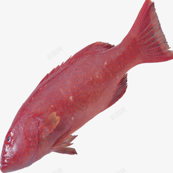 红色石斑鱼png免抠素材_88icon https://88icon.com 海洋生物 石斑鱼 红色 鱼类