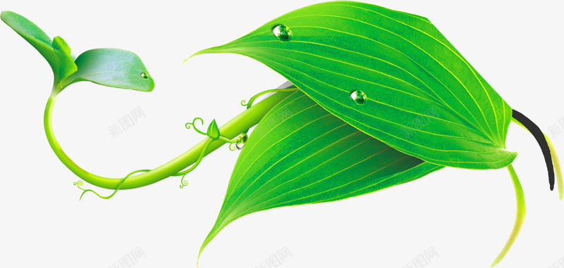绿色时尚春天树叶花藤png免抠素材_88icon https://88icon.com 时尚 春天 树叶 绿色