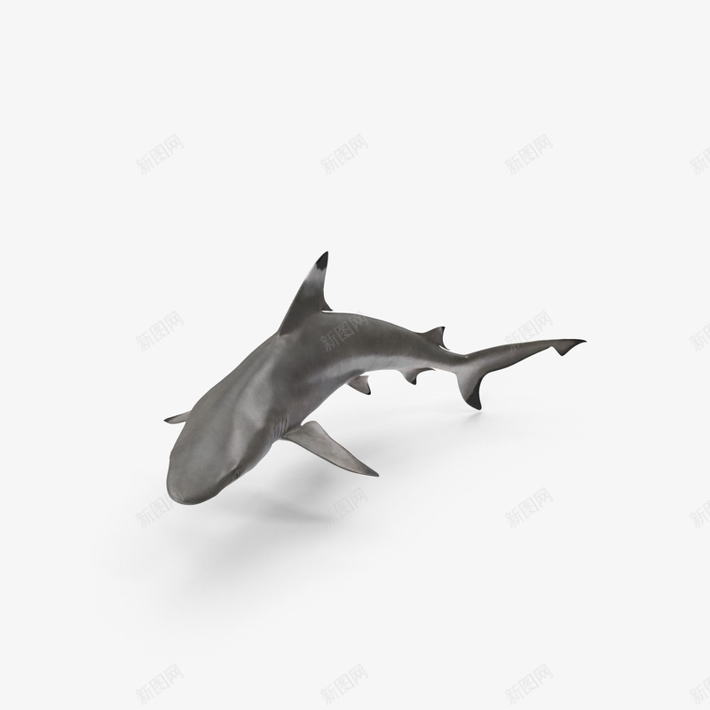 一条黑色鲨鱼psd免抠素材_88icon https://88icon.com 捕食者 海洋生物 游动的鱼 礁鲨 鲨鱼 黑鳍