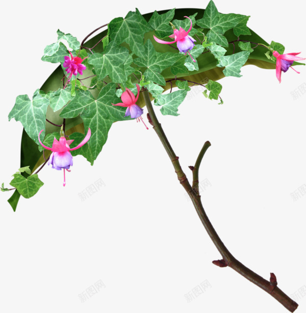 牵牛花雨伞png免抠素材_88icon https://88icon.com 创意 喇叭花 牵牛花 绿色 藤条 藤蔓 雨伞