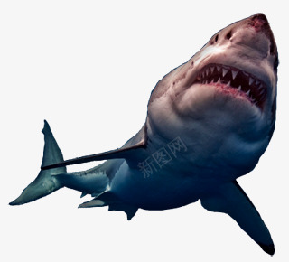 鲨鱼png免抠素材_88icon https://88icon.com 沙鱼 海洋生物 鲛 鲛鲨