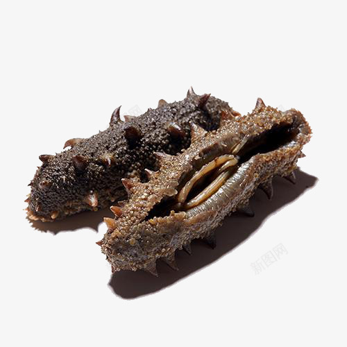 海参png免抠素材_88icon https://88icon.com 海参 海参免抠素材 海洋动物 珍贵 珍贵药材 营养品 补品