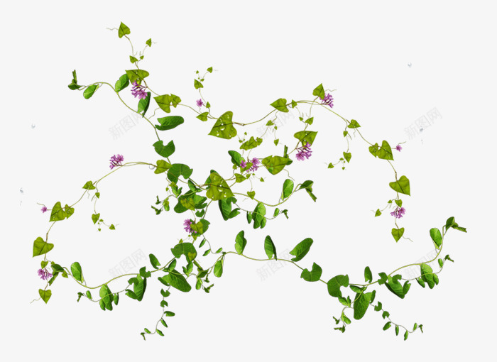 藤蔓绿色植物png免抠素材_88icon https://88icon.com 植物 绿色 藤蔓
