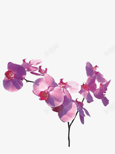 怒放的牵牛花png免抠素材_88icon https://88icon.com 素材 紫色 花藤 高贵