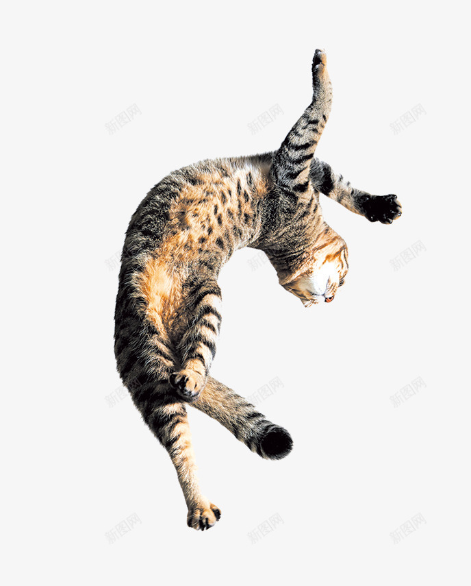 跳跃的猫png免抠素材_88icon https://88icon.com 动物 小猫 条纹猫 猫咪 猫尾 跳跃