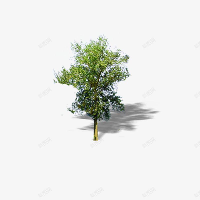 景观鸟瞰树png免抠素材_88icon https://88icon.com 景观树 景观鸟瞰树 树木 鸟瞰树