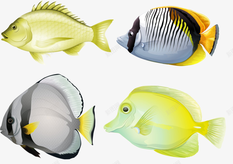 海洋鱼群png免抠素材_88icon https://88icon.com 手绘 海洋 海鱼 生物 鱼 鳊鱼
