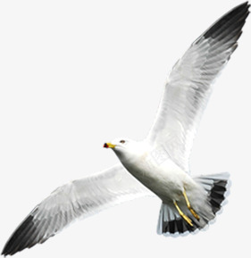 白色和平鸽飞翔在空中夏日png免抠素材_88icon https://88icon.com 和平鸽 夏日 白色 空中 飞翔
