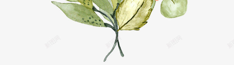手绘清新文艺花卉花草装饰png免抠素材_88icon https://88icon.com 小清新花草装饰 布料印花 文艺花草PPT制作 植物插画 海报设计 花草包装礼盒 花草插画 花草装饰