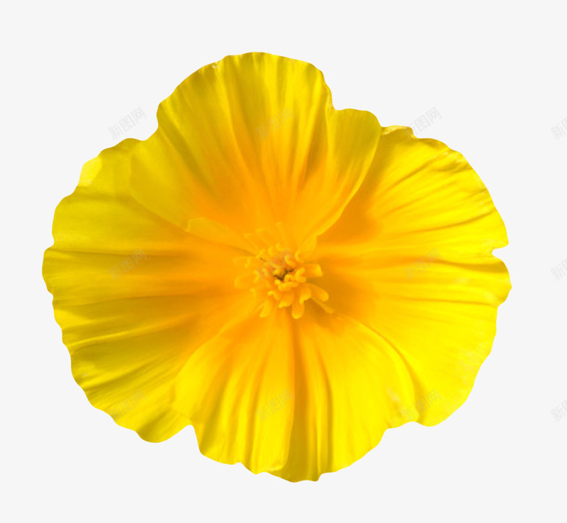 纯黄色有观赏性中心橙色的一朵大png免抠素材_88icon https://88icon.com 一朵大花 大叶子 植物界 种类 纯色 纯黄色有观赏性中心橙色的一朵大花实物免费下载 花冠 花卉 花托 花芯 花萼 草本植物 褶皱 香味