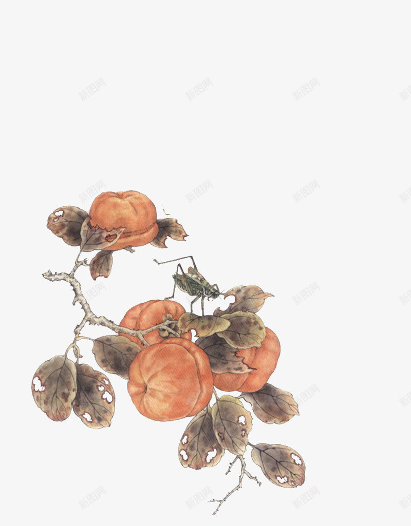 手绘柿子png免抠素材_88icon https://88icon.com 彩绘 手绘 柿子 装饰 食物