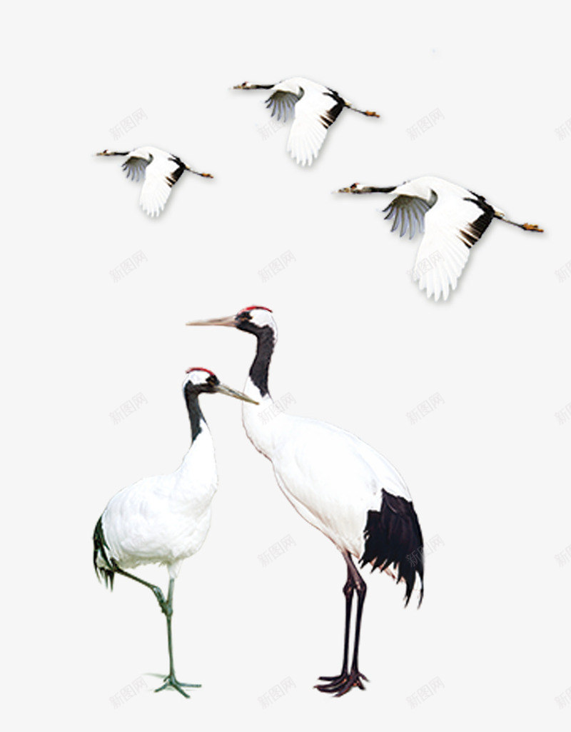 高傲的丹顶鹤png免抠素材_88icon https://88icon.com 丹顶鹤 五只丹顶鹤 仙鹤 白鹤 站立 红顶鹤 飞翔 鹤群