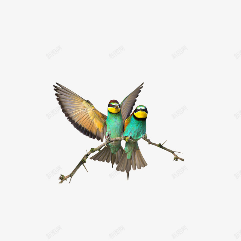 准备飞翔的鸟儿png免抠素材_88icon https://88icon.com 动物 卡通 小鸟 树枝 鸟儿