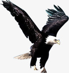 摄影在空中飞翔的老鹰png免抠素材_88icon https://88icon.com 摄影 空中 老鹰 飞翔
