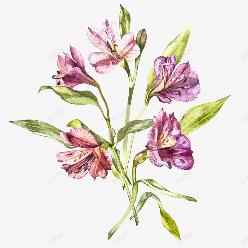 手绘紫色植物花卉png免抠素材_88icon https://88icon.com 彩绘花 彩绘花卉 手绘 手绘植物花卉 手绘花 紫色花朵 花卉装饰 花朵手绘
